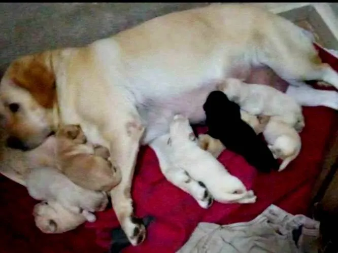 Cachorro ra a Labrador idade Abaixo de 2 meses nome São 9 bbs