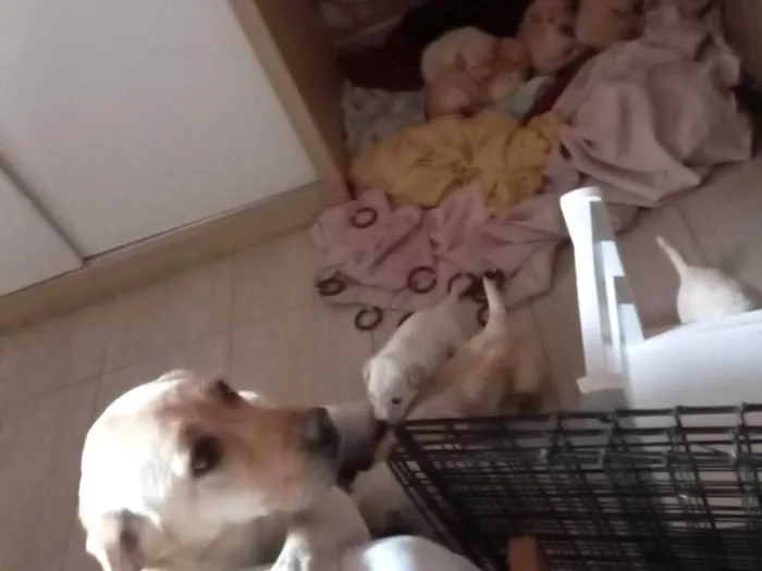 Cachorro ra a Labrador idade Abaixo de 2 meses nome São 9 bbs