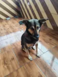 Totó