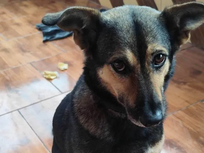 Cachorro ra a SRD-ViraLata idade 6 ou mais anos nome Totó 