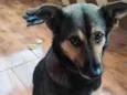 Totó