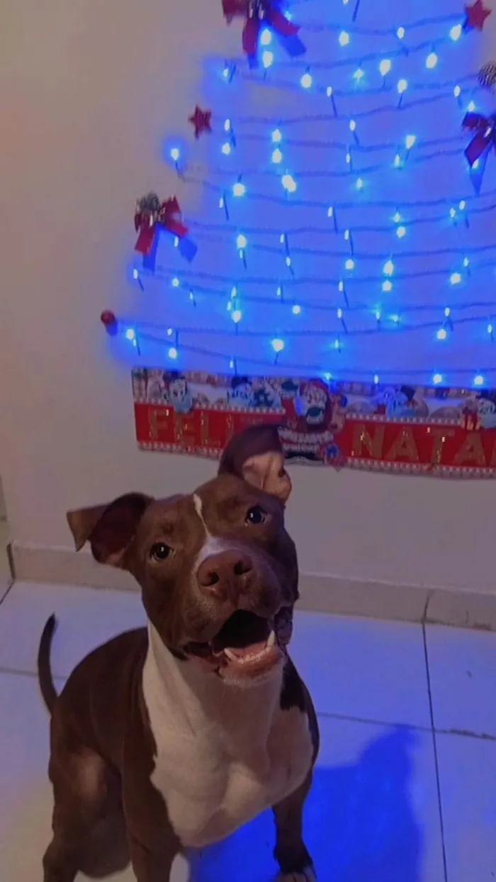 Cachorro ra a Pit-Bull idade 1 ano nome Ragnar 
