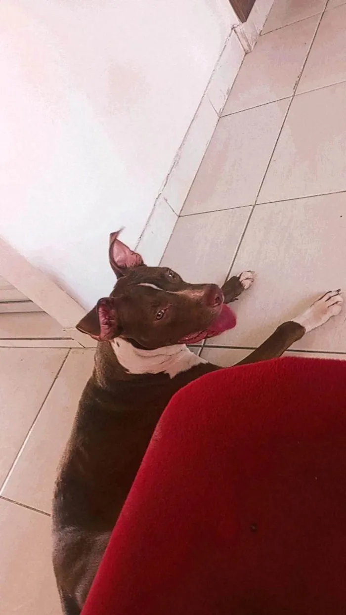 Cachorro ra a Pit-Bull idade 1 ano nome Ragnar 