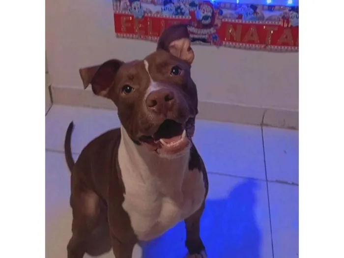 Cachorro ra a Pit-Bull idade 1 ano nome Ragnar 