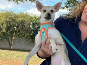 Cachorro raça SRD-ViraLata idade 7 a 11 meses nome Pitita