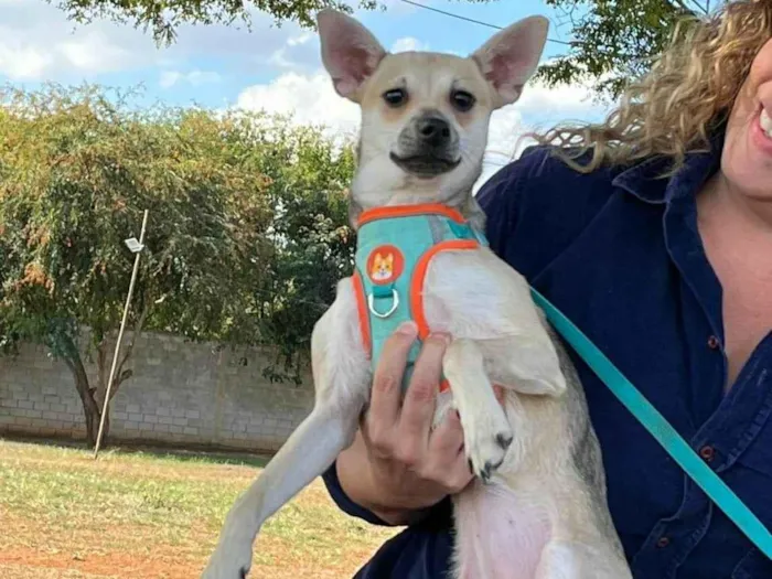 Cachorro ra a SRD-ViraLata idade 7 a 11 meses nome Pitita