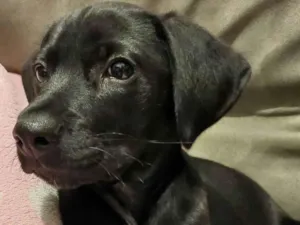 Cachorro raça SRD-ViraLata idade 2 a 6 meses nome Zé(zinho)