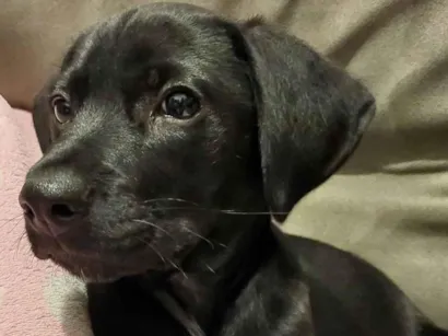 Cachorro raça SRD-ViraLata idade 2 a 6 meses nome Zé(zinho)