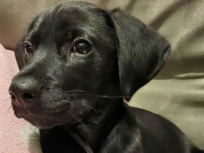 Cachorro ra a SRD-ViraLata idade 2 a 6 meses nome Zé(zinho)