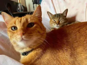 Gato raça SRD-ViraLata idade 5 anos nome Sol