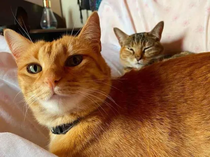 Gato ra a SRD-ViraLata idade 5 anos nome Sol