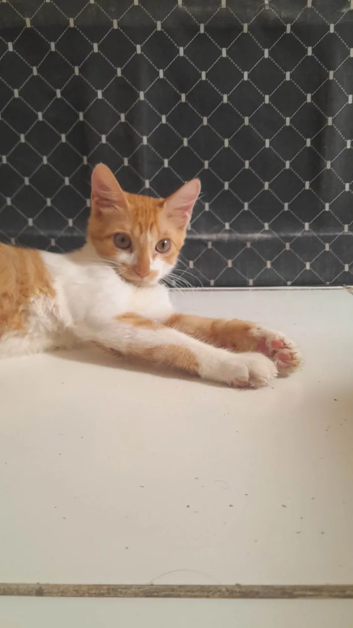 Gato ra a SRD-ViraLata idade 2 a 6 meses nome Mel