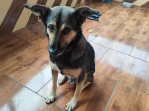 Cachorro raça SRD-ViraLata idade 6 ou mais anos nome Totó 