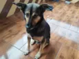 Totó