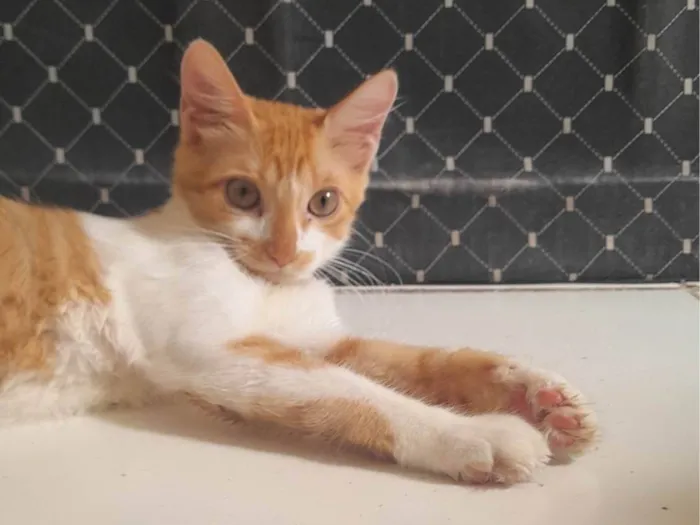 Gato ra a SRD-ViraLata idade 2 a 6 meses nome Mel