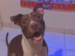 Cachorro raça Pit-Bull idade 1 ano nome Ragnar 