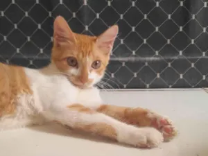 Gato raça SRD-ViraLata idade 2 a 6 meses nome Mel