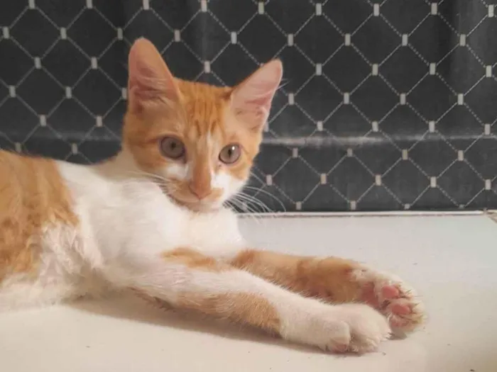 Gato ra a SRD-ViraLata idade 2 a 6 meses nome Mel