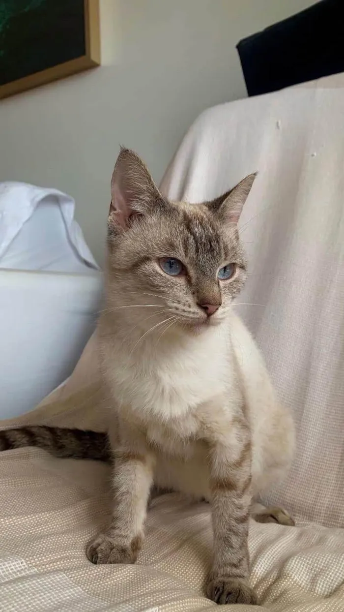 Gato ra a Siamês idade 2 anos nome sem nome