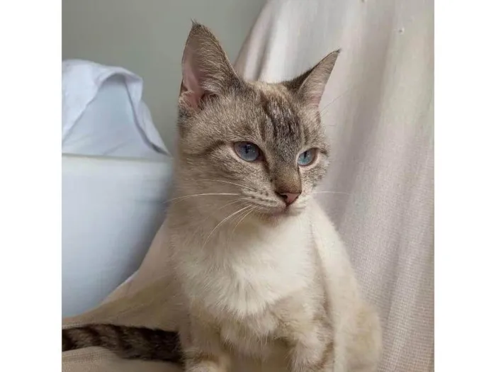 Gato ra a Siamês idade 2 anos nome sem nome