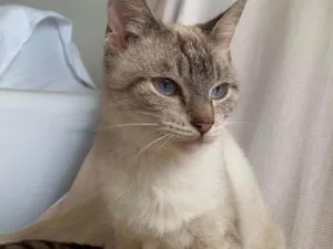 Gato raça Siamês idade 2 anos nome sem nome