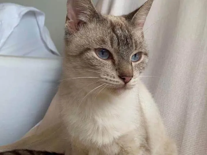 Gato ra a Siamês idade 2 anos nome sem nome