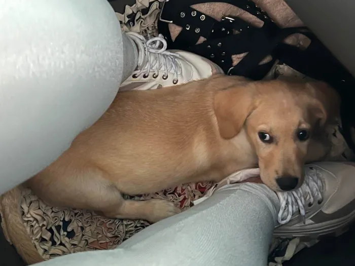 Cachorro ra a Labrador idade 1 ano nome Marley