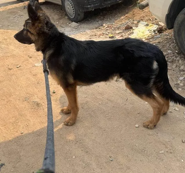 Cachorro ra a Pastor Alemão idade 1 ano nome Fred 