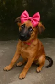 Amora ??