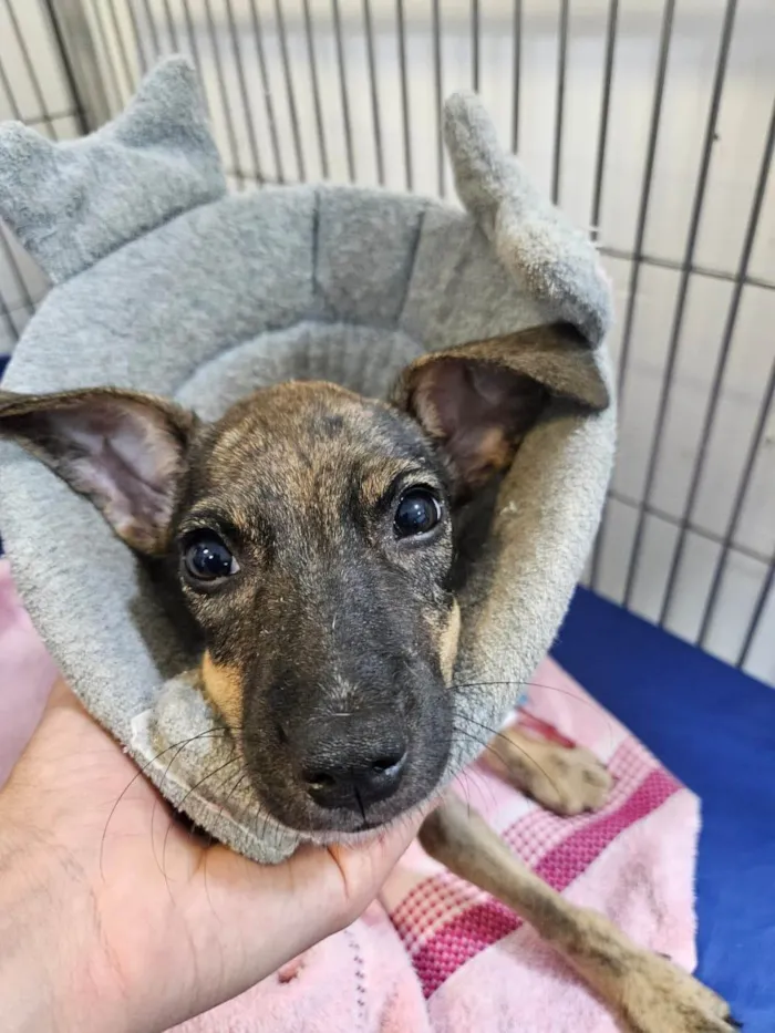 Cachorro ra a SRD-ViraLata idade 2 a 6 meses nome MICUIM