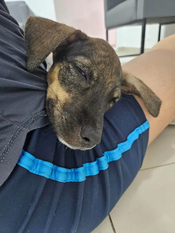 Cachorro ra a SRD-ViraLata idade 2 a 6 meses nome MICUIM