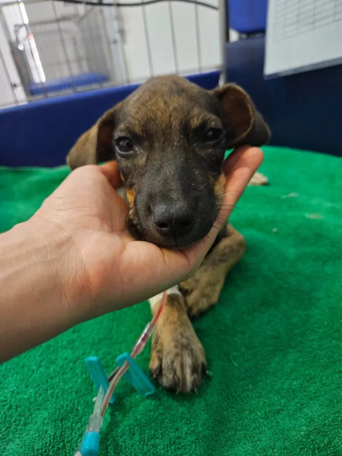 Cachorro ra a SRD-ViraLata idade 2 a 6 meses nome MICUIM