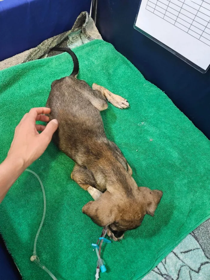Cachorro ra a SRD-ViraLata idade 2 a 6 meses nome MICUIM