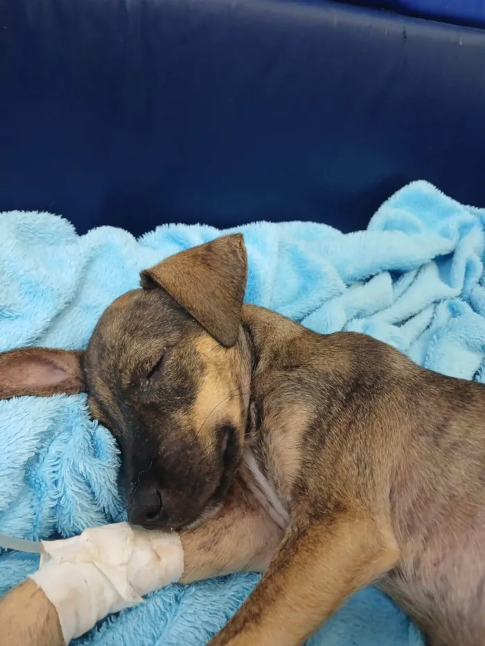 Cachorro ra a SRD-ViraLata idade 2 a 6 meses nome MICUIM