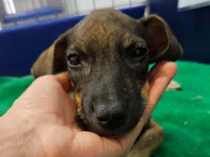 Cachorro raça SRD-ViraLata idade 2 a 6 meses nome MICUIM