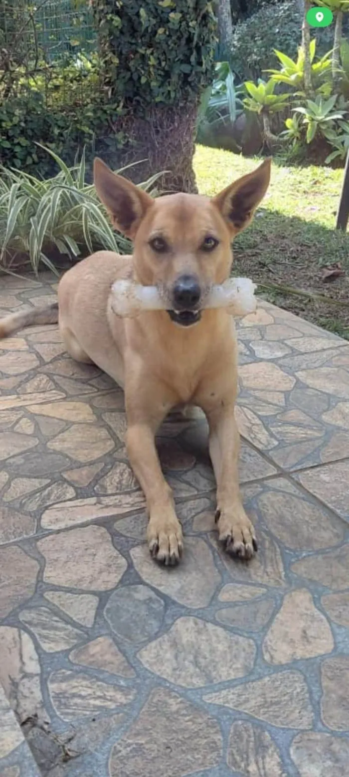 Cachorro ra a SRD-ViraLata idade 6 ou mais anos nome Sadam