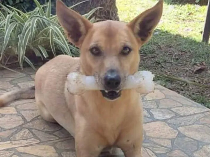 Cachorro ra a SRD-ViraLata idade 6 ou mais anos nome Sadam