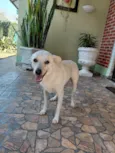 Bolt