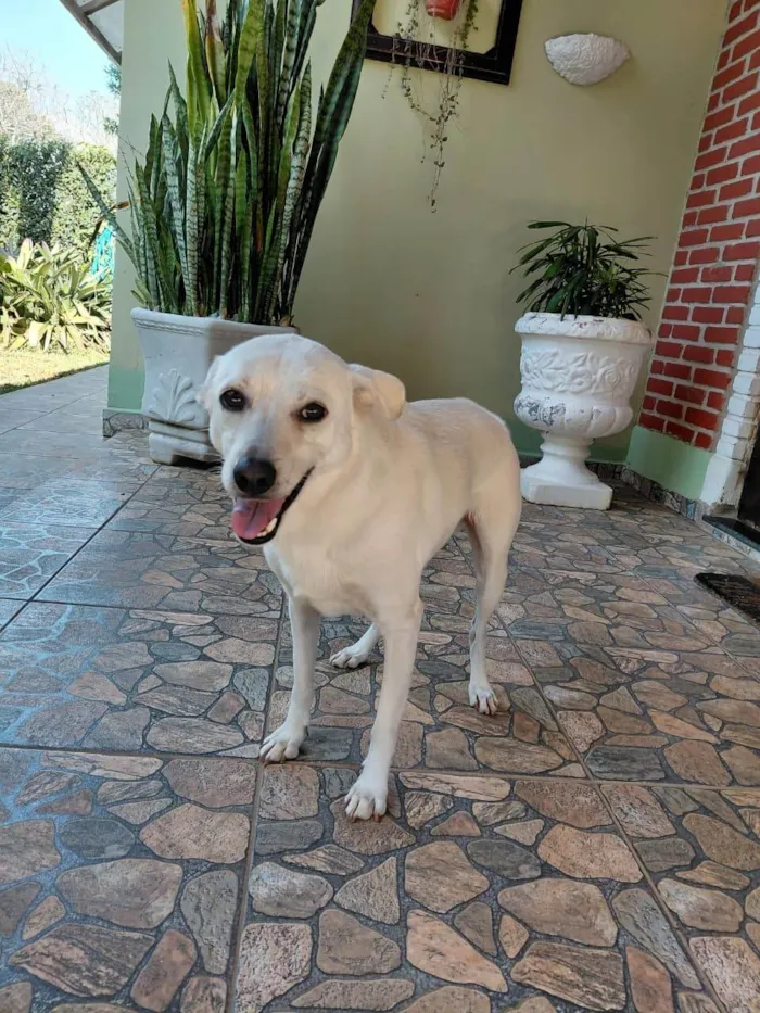 Cachorro ra a SRD-ViraLata idade 2 anos nome Bolt