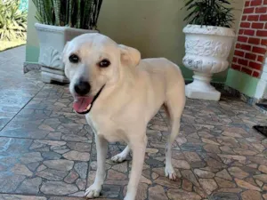 Cachorro raça SRD-ViraLata idade 2 anos nome Bolt
