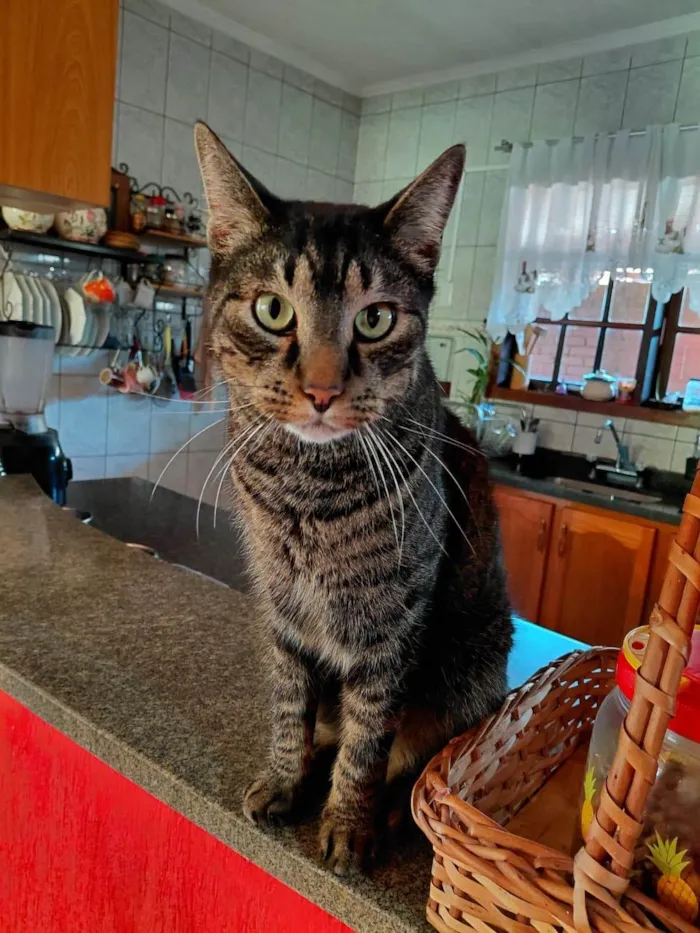 Gato ra a SRD-ViraLata idade 3 anos nome Tigrão