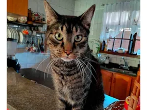 Gato raça SRD-ViraLata idade 3 anos nome Tigrão