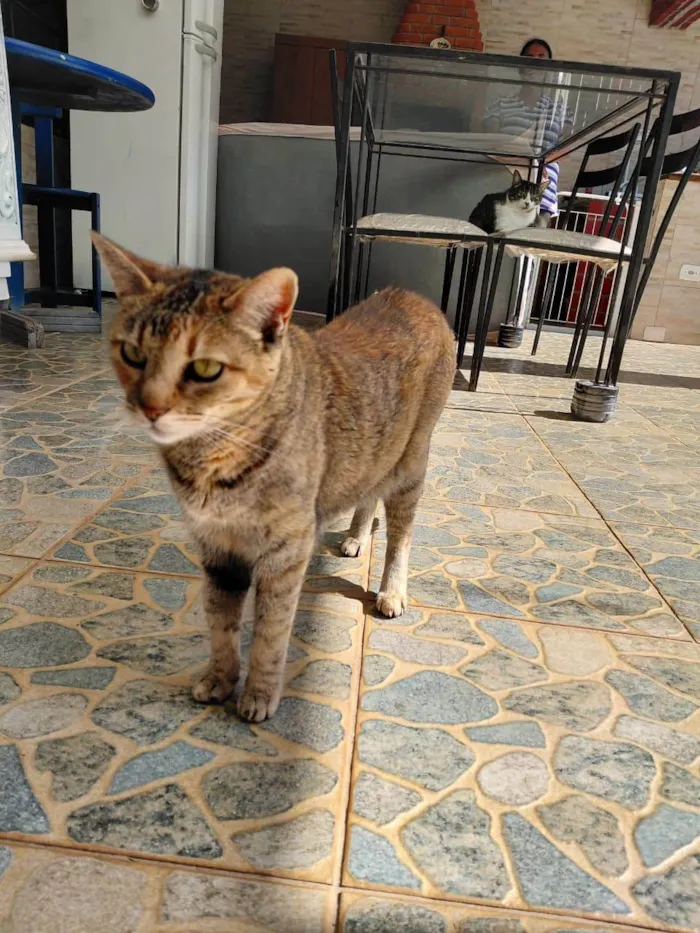 Gato ra a SRD-ViraLata idade 6 ou mais anos nome Baguera