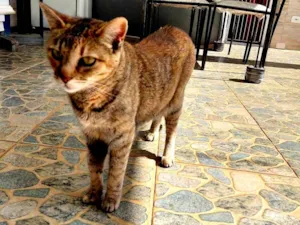 Gato raça SRD-ViraLata idade 6 ou mais anos nome Baguera
