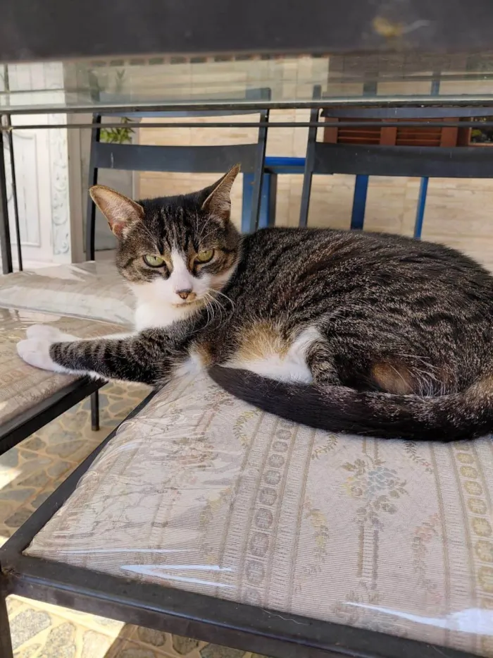 Gato ra a SRD-ViraLata idade 6 ou mais anos nome Gorda
