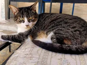 Gato raça SRD-ViraLata idade 6 ou mais anos nome Gorda
