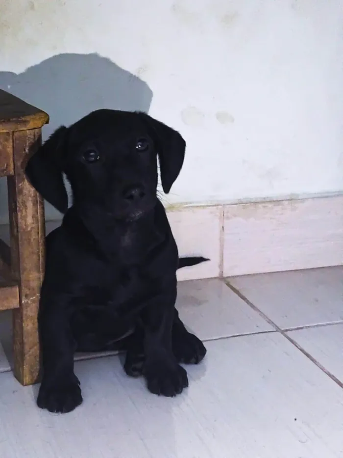 Cachorro ra a SRD-ViraLata idade 2 a 6 meses nome Oreo