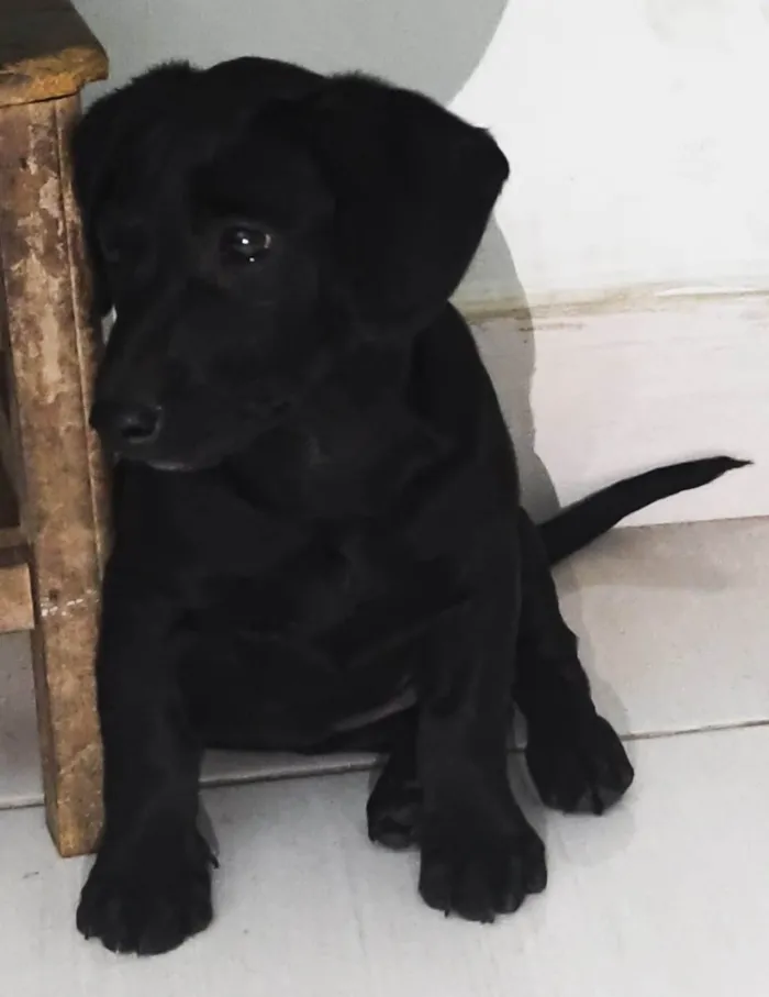 Cachorro ra a SRD-ViraLata idade 2 a 6 meses nome Oreo