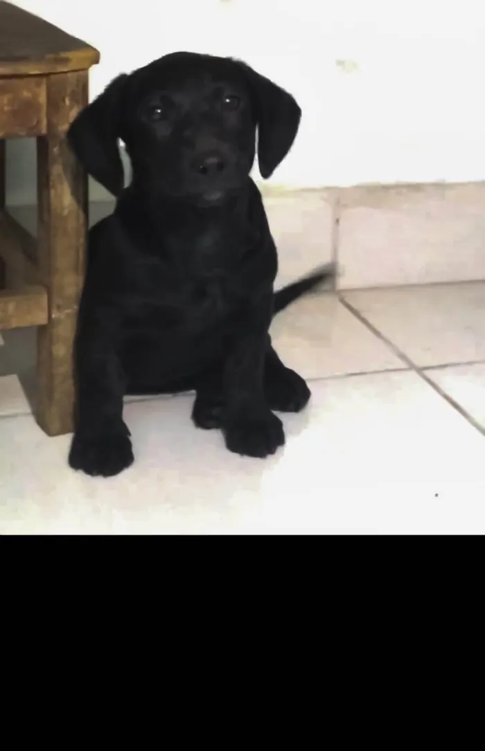 Cachorro ra a SRD-ViraLata idade 2 a 6 meses nome Oreo