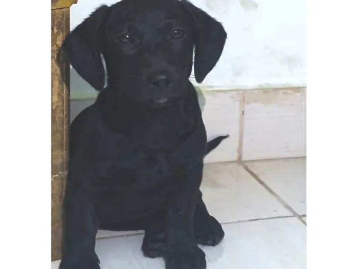 Cachorro ra a SRD-ViraLata idade 2 a 6 meses nome Oreo